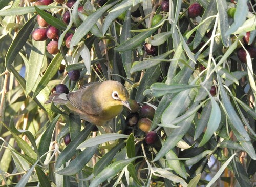 Orange River White-eye (Zosterops pallidus)