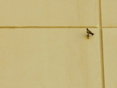 Ptyonoprogne fuligula obsoleta