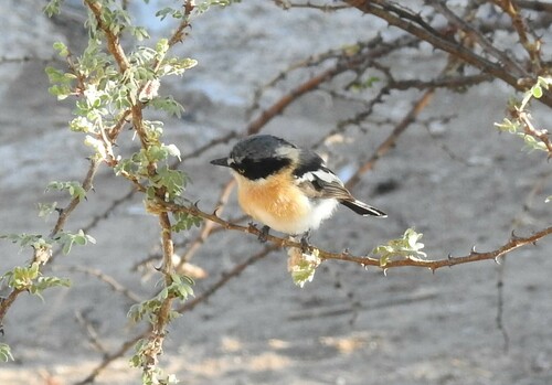 Pririt Batis (Batis pririt), photo 4