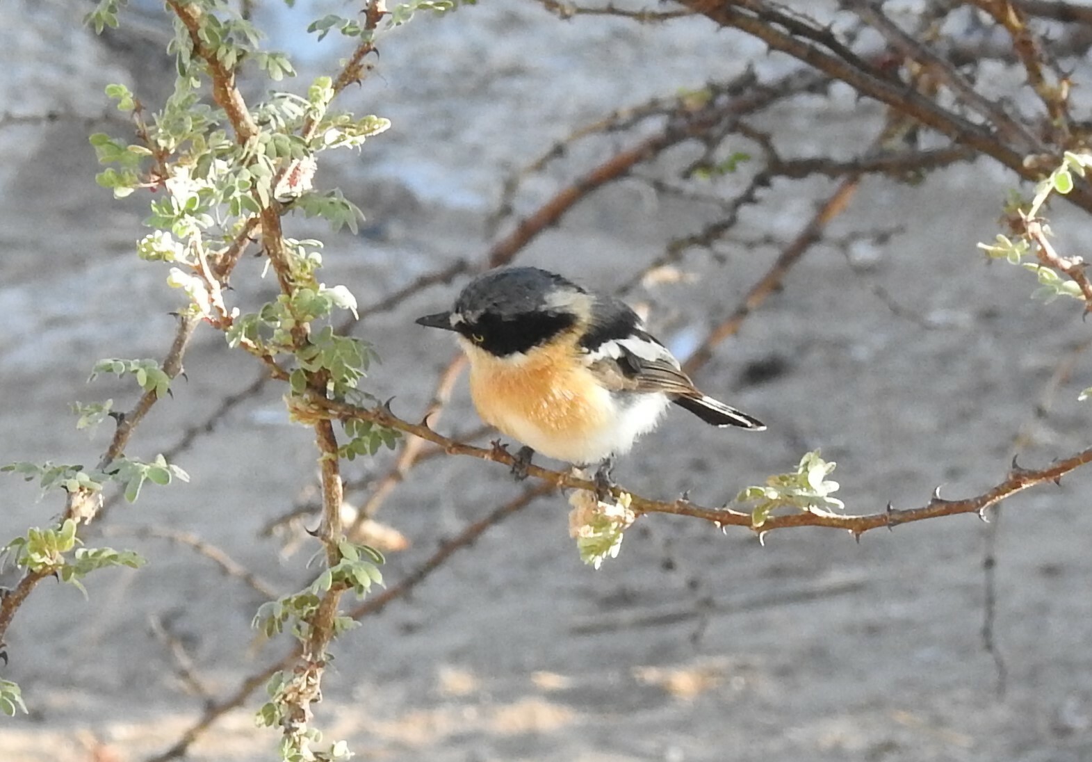 Pririt Batis (Batis pririt), photo 6
