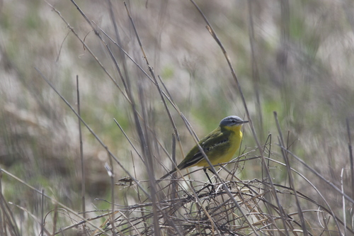 Lavandera boyera (Motacilla flava)