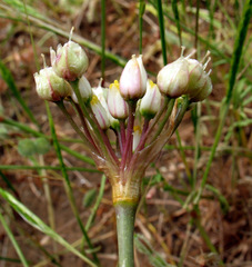 Allium papillare
