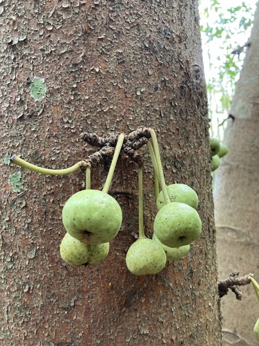 Foto de Gameleira-branca