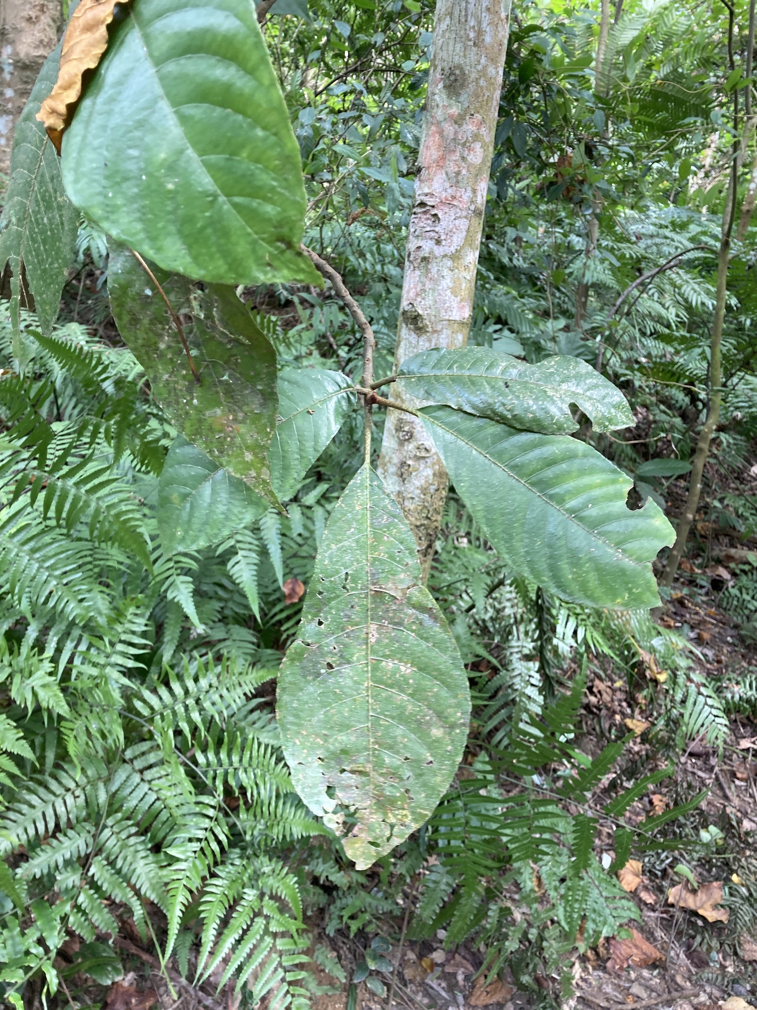 Imagem de Gameleira-branca