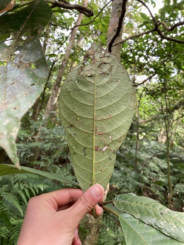 Foto de Gameleira-branca