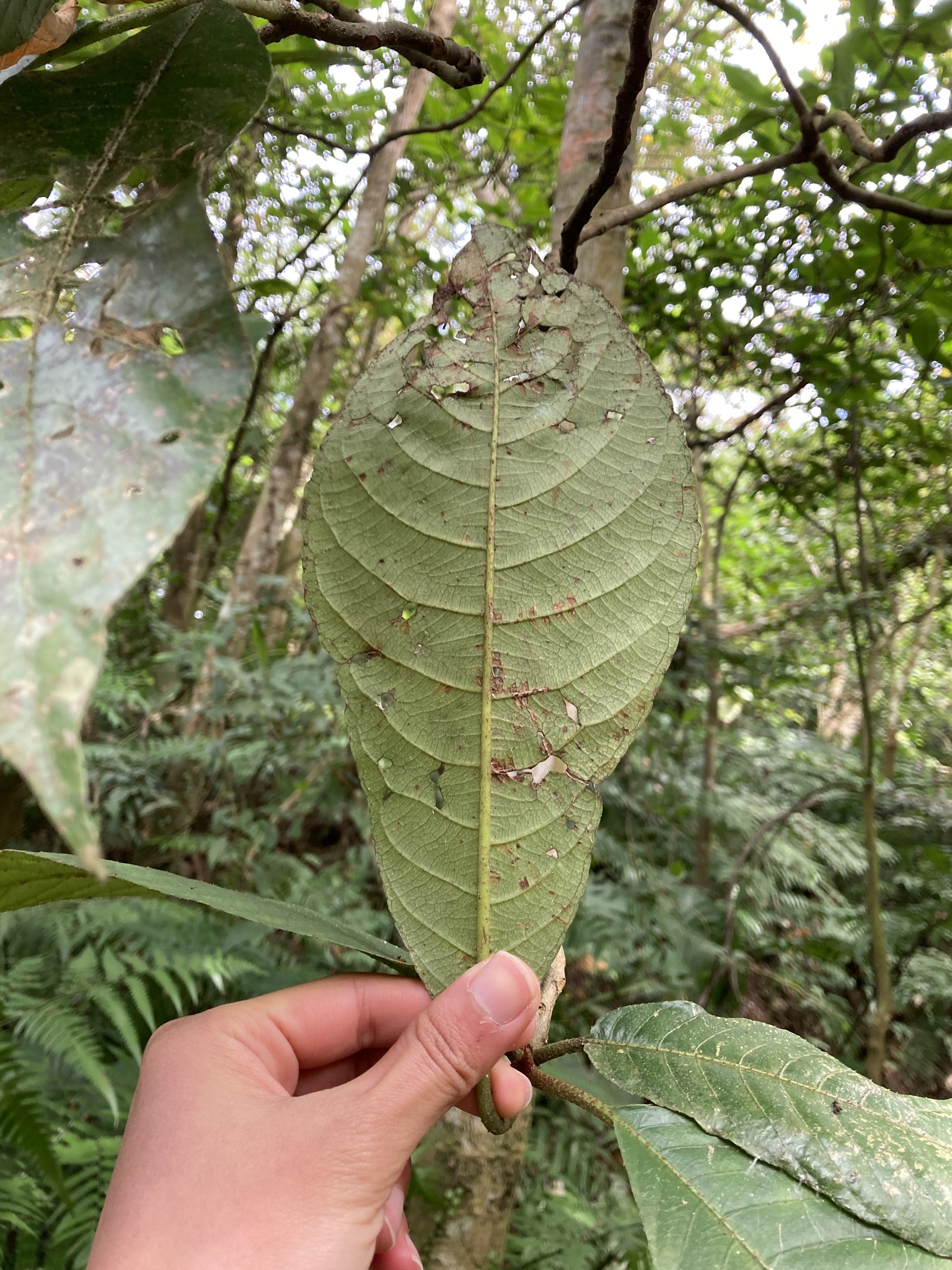 Imagem de Gameleira-branca