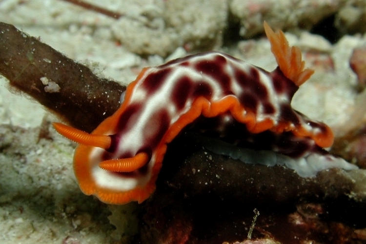 Hypselodoris purpureomaculosa
