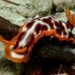 Hypselodoris purpureomaculosa - Photo (c) Erwin Koehler, some rights reserved (CC BY-NC), uploaded by Erwin Koehler