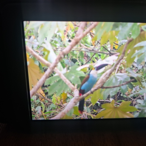 Black-billed Mountain Toucan (Andigena nigrirostris)
