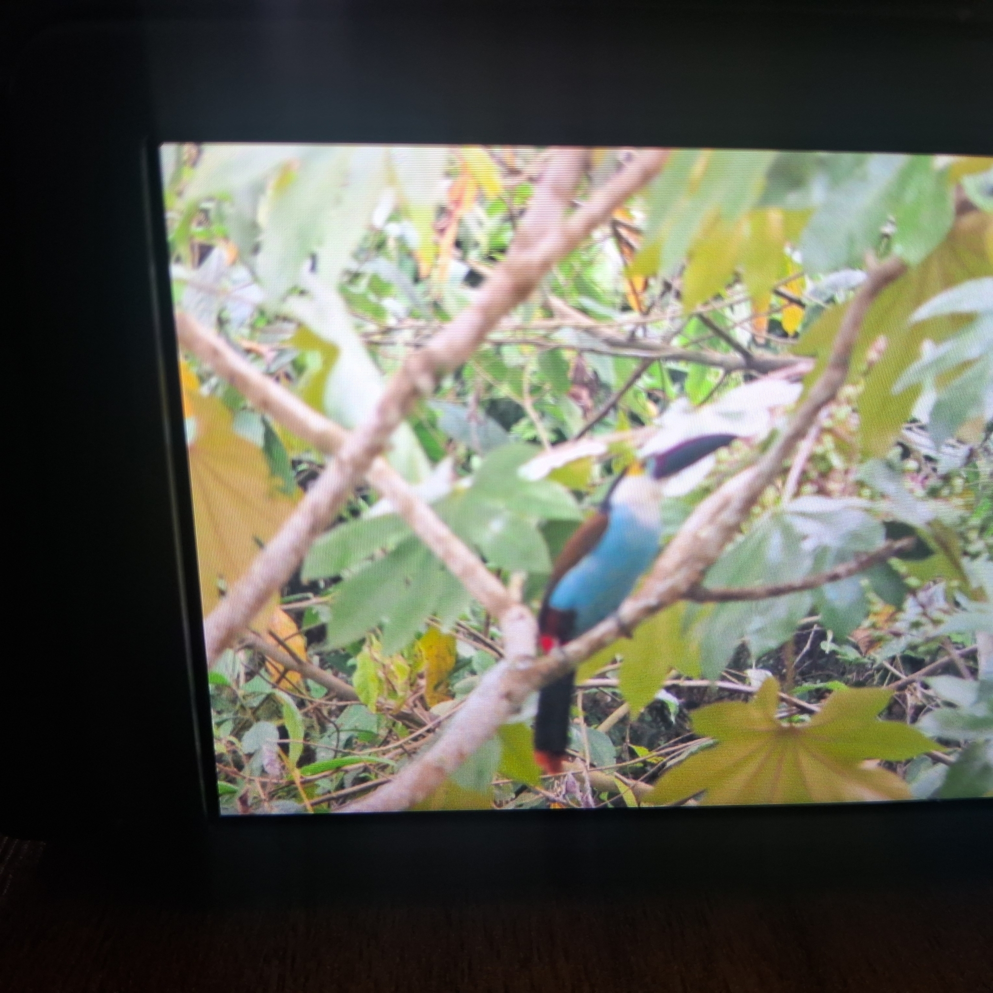 Black-billed Mountain Toucan (Andigena nigrirostris), photo 1