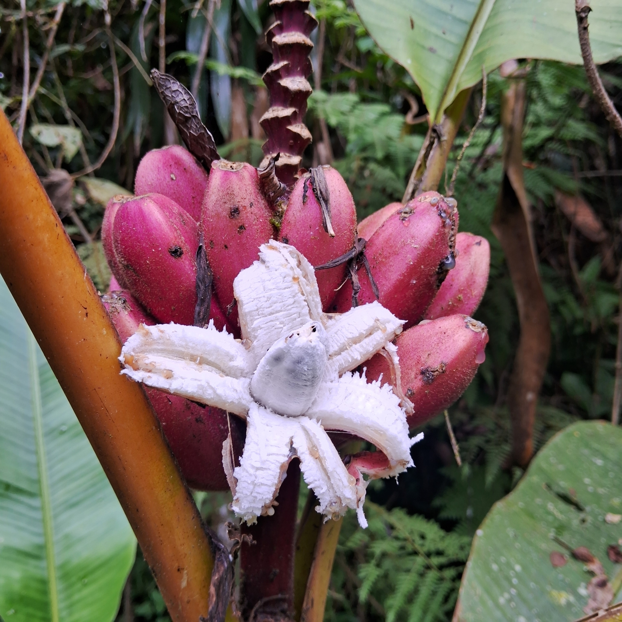 Imagem de Bananeira de jardim