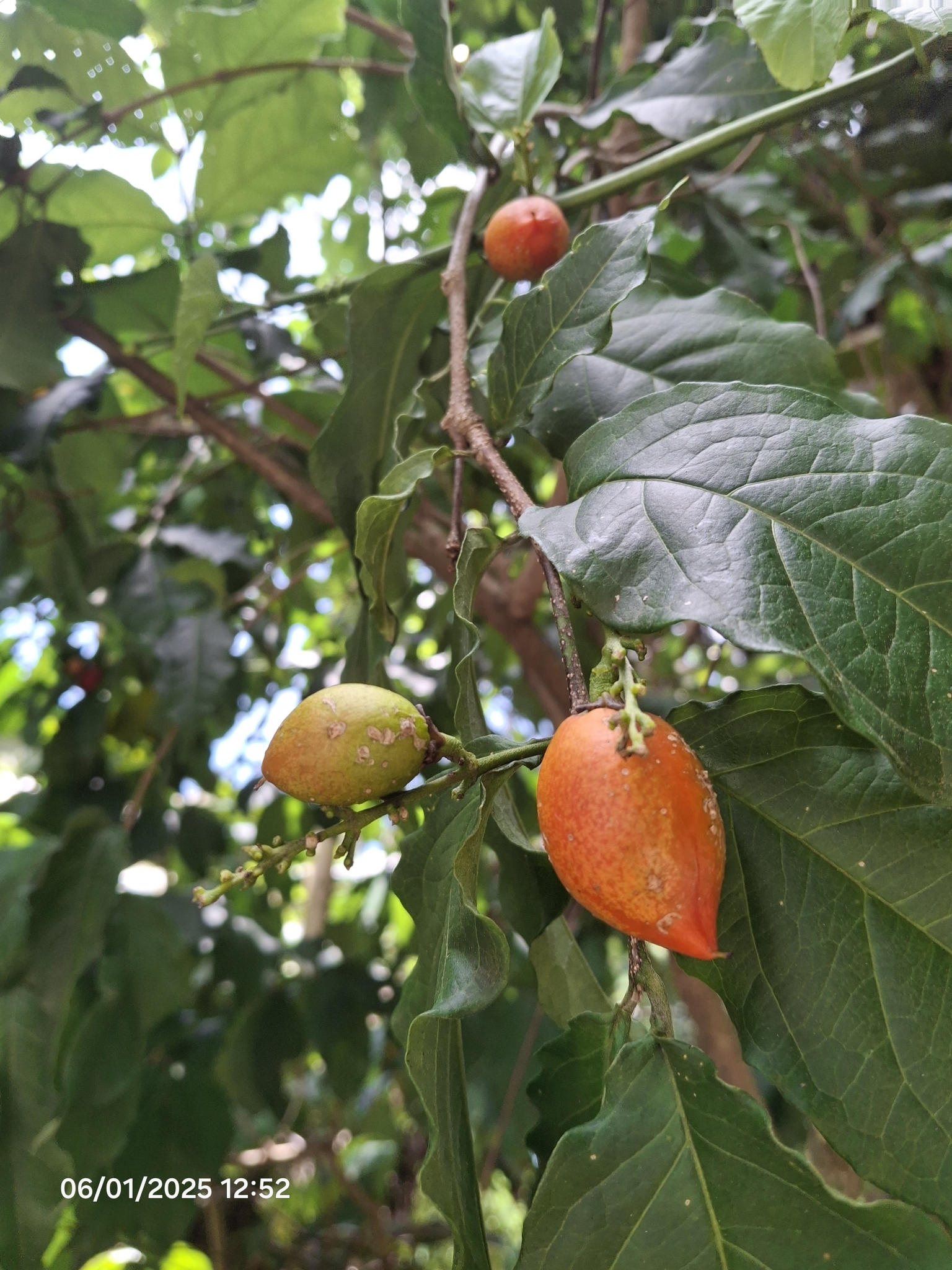Cafe Falso (Bunchosia glandulifera)