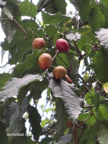 Image of Bunchosia glandulifera by (c) Giovanna Roque de Castro, some rights reserved (CC BY-SA)