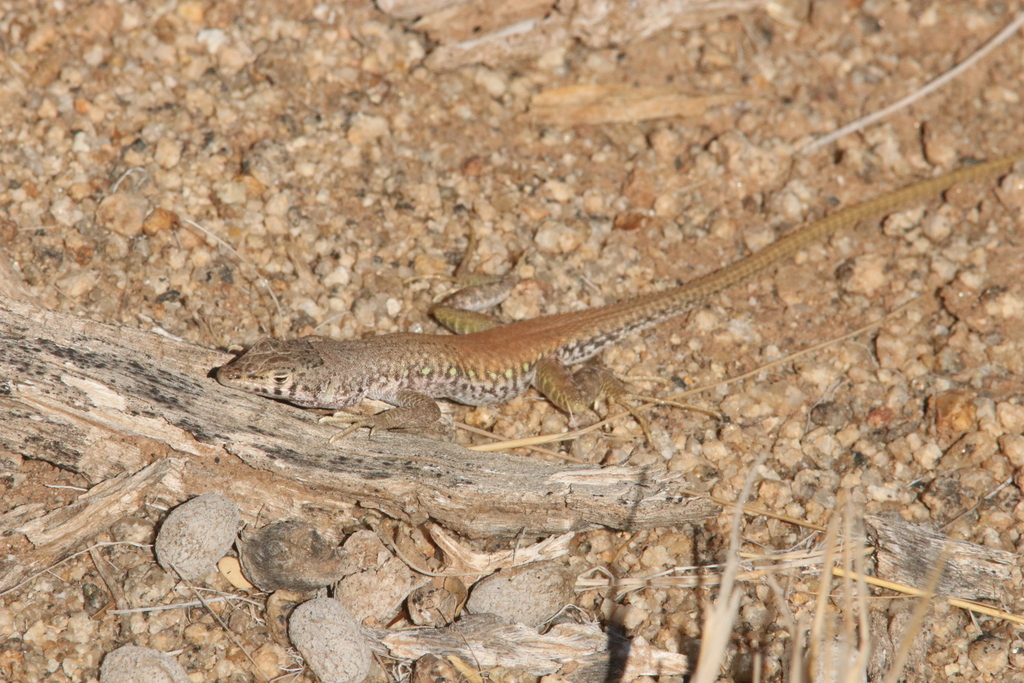Plain Sand Lizard