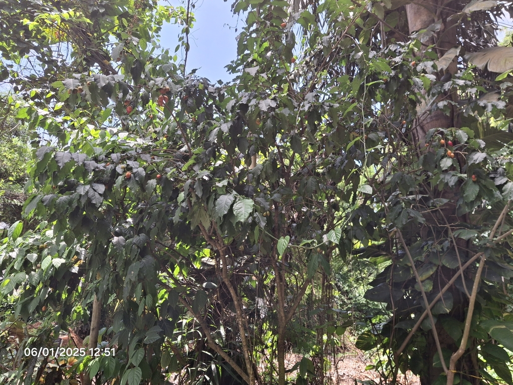 Bunchosia glandulifera; photograph (c) Giovanna Roque de Castro, some rights reserved (CC BY-SA)