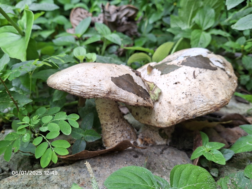 Macrocybe titans · January 2025 · photo: © giovanna_roque (iNaturalist, cc-by-nc)