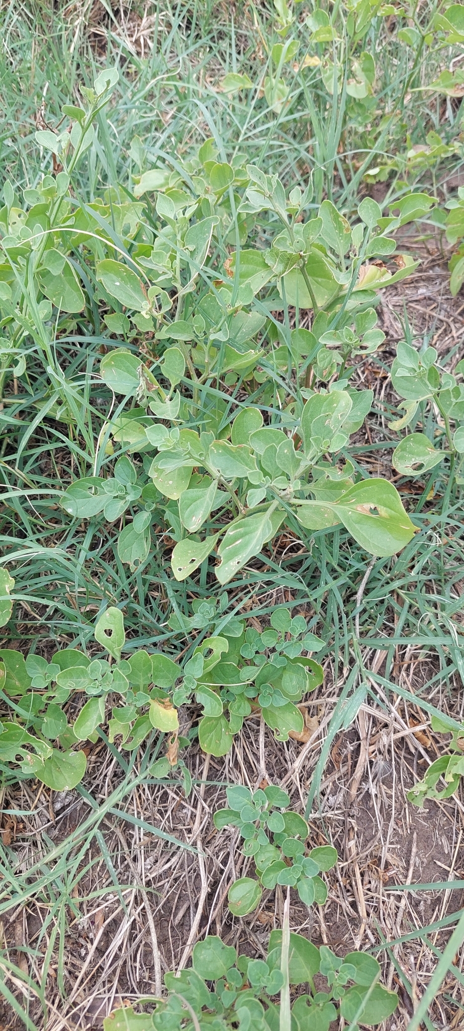 Imagem de Batata-de-purga