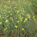 Launaea fragilis - Photo (c) Ron Frumkin, some rights reserved (CC BY-NC), uploaded by Ron Frumkin