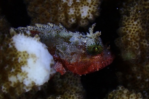 Galactacma scorpionfish (Sebastapistes galactacma) — Scorpaenidae — 2