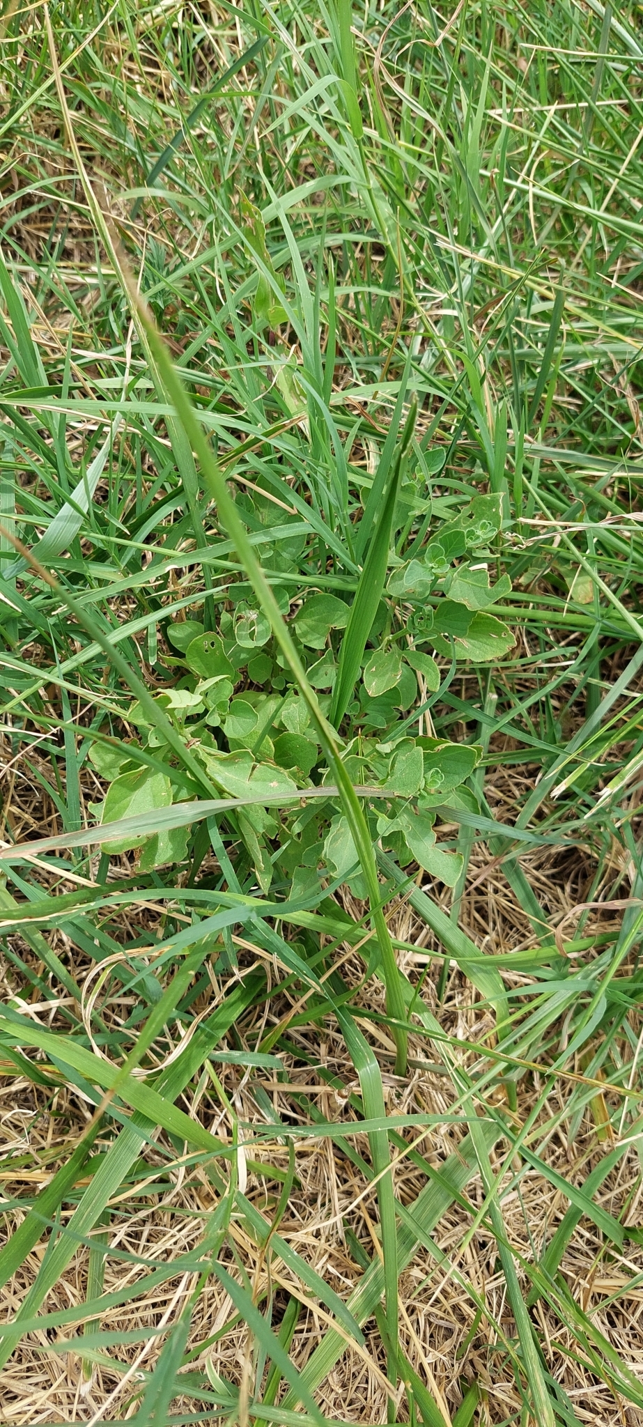 Imagem de Batata-de-purga