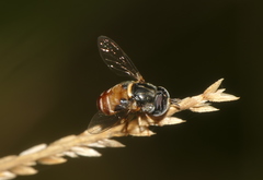 Paragus crenulatus