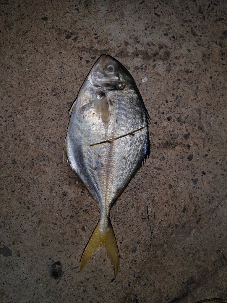 Bluntnose jack (Hemicaranx amblyrhynchus) — Carangidae