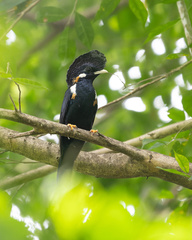 Helmeted Myna photo 1
