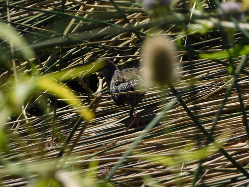 Spotted Rail (Pardirallus maculatus)