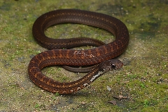 Boie's Smooth Snake photo 1
