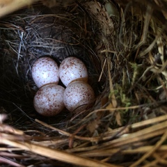 Ammodramus savannarum