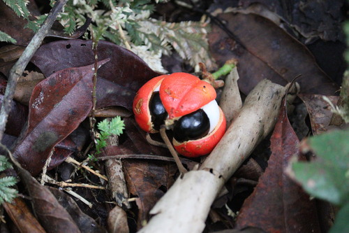 Guarana (Paullinia cupana)