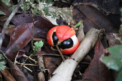 Paullinia cupana