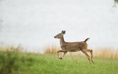 White-Tailed Deer photo 2