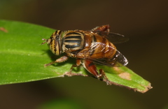 Eristalinus paria