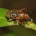 Eristalinus paria - Photo (c) blackdogto, some rights reserved (CC BY-NC), uploaded by blackdogto