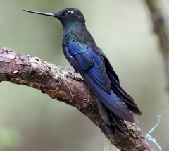 Pterophanes cyanopterus