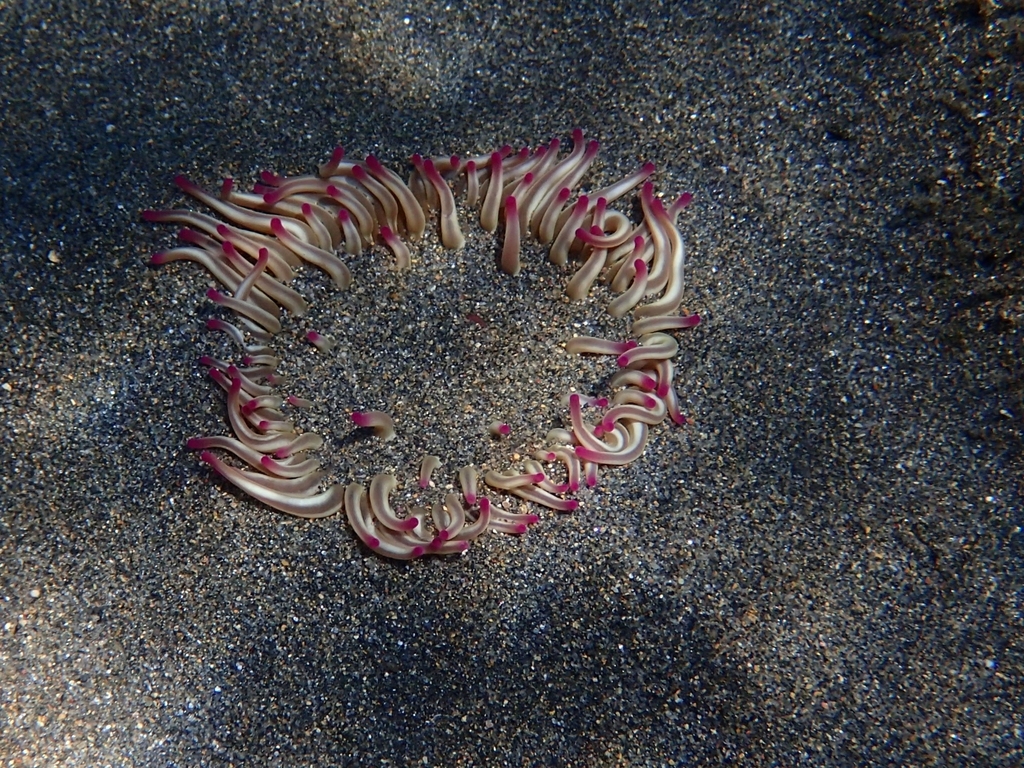 Golden anemone