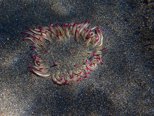 Golden anemone