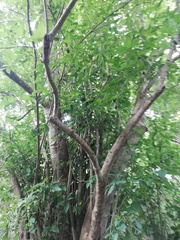 Bravaisia integerrima