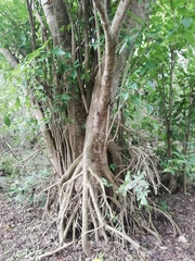 Bravaisia integerrima