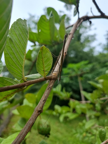 Paraphasma marginale