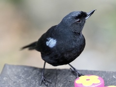 Diglossa lafresnayii