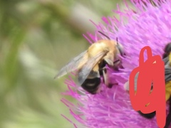 Anthophora montana