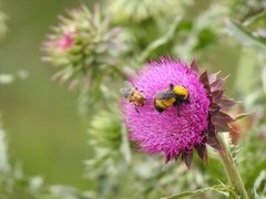 Anthophora montana