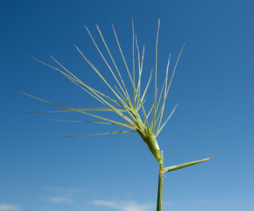 desert goatgrass (Aegilops kotschyi)