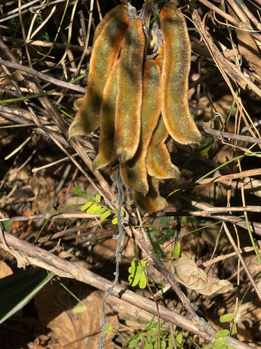 Foto de Pó-de-mico