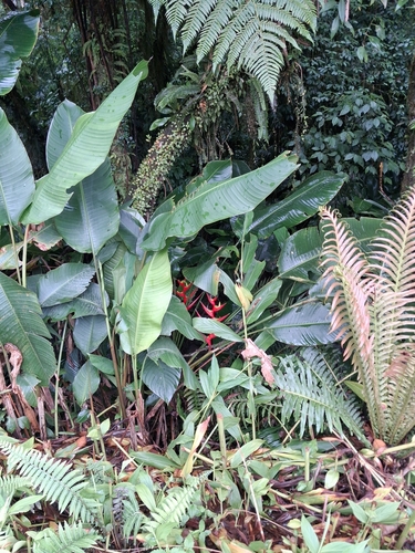 Foto de Bananeira-de-jardim