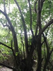 Bravaisia integerrima