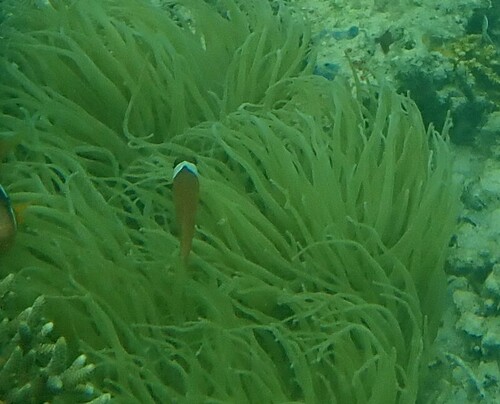 Amphiprion barberi observed 2024-10-22
