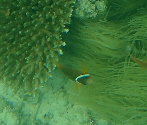 Amphiprion barberi observed 2024-10-22